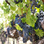 jillwellington-grapes-1952073_1920.jpg